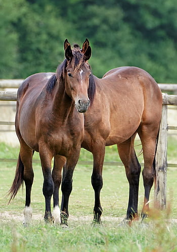 horses, phone Wallpaper, beautiful Wallpaper, standing, hidden Head, curious, animal, equine, mammal, lock Screen Wallpaper, nature