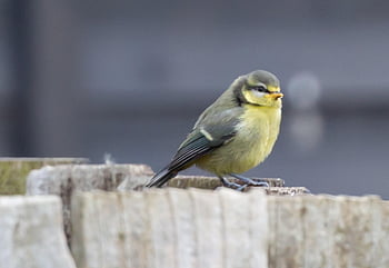 yavru kuş baştankara, bebek mavi baştankara, mavi baştankara piliç, mavi baştankara, küçük kuş, bahçe kuşu, Bahçe, tüyler, tüy, bluetit, kuş