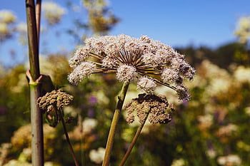 barszcz, gigantyczna barszcz, roślina, dziki kwiat, zbliżenie, lato, Finlandia, heracleum, trujący, toksyczny, dziki