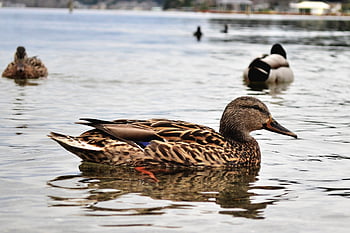 duck, animal, lake, water, bird, nature, ducks, swan, plumage, mallard, feather