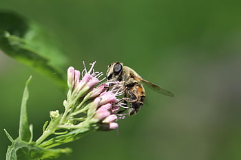โฉบบิน, Grove Hover Fly, การผสมเกสรดอกไม้, แมลง, ผสมเกสรดอกไม้, ปีก, น้ำทิพย์, ธรรมชาติ, สวน, ใกล้ชิด, แมลงวันบินโฉบ