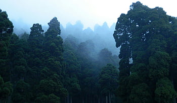 forest photography, misty forest, towering trees, Darjeeling India, enveloped in fog, forest scene, foggy forest, Darjeeling forest, misty trees, forest mist, nature photography