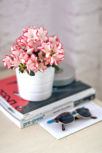 ชวนชม, หม้อสีขาว, ยังมีชีวิตอยู่, โต๊ะไม้, หนังสือ, แว่นตากันแดด, การจัดดอกไม้, การตกแต่งในร่ม, สไตล์โมเดิร์น, ของตกแต่งบ้าน, กองนิตยสาร