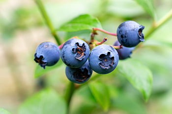 blueberries, berry, blue, garden, fruit, food, close Up