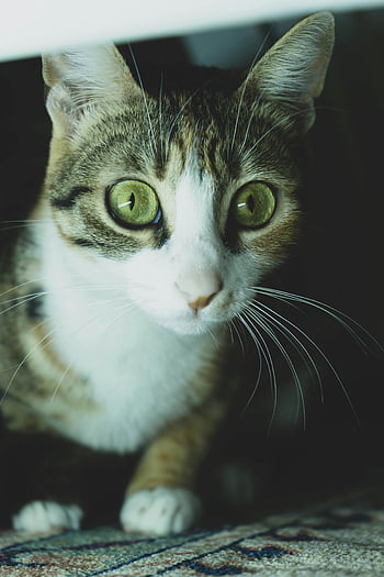 mourovatá kočka, detailní fotografie, zelené oči, zvědavá kočka, útulný pokoj, kočka portrét, vnitřní kočka, Kočkovitý, pet fotografování, zvíře, kníry