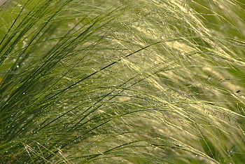 Ziergras, Gras, Mädchen Haar Gras, Frühlingsgras, Hintergrundbeleuchtung, Nahansicht, Stimmung, Garten, Gräser, flauschige, Sommer-