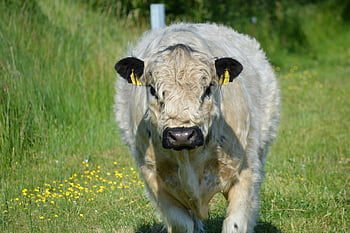 Galloway, bydło galloway, wołowy, krowa, bydło, zwierzę, rolnictwo, bydło góralskie, zwierzę hodowlane, przeżuwacz, wolnym wybiegu