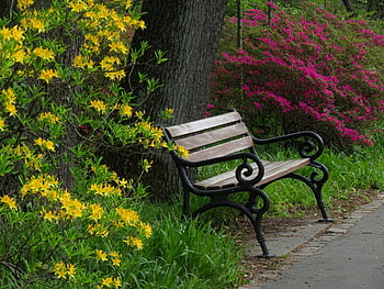 spring, nature, park, beautiful Flowers, seat, bench, flower Background, bloom, blossom, flower Wallpaper, flower