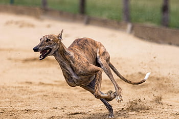 chrty, greyhound dostihy, Příroda, dostihy psů, závodní dráha, běh, sportovní, Psí sport, lov králíků, zvíře, Na lov