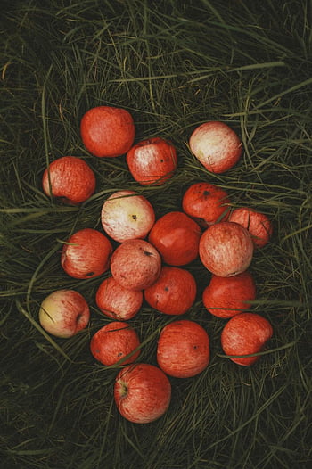 red apples, grass, autumn meadow, above view, natural setting, outdoor scene, fresh produce, apple harvest, seasonal fruit, green grass, red apple cluster