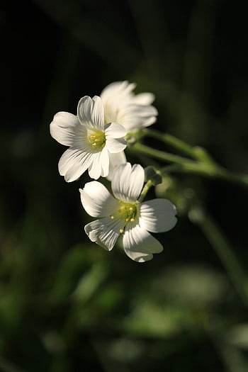 flowers, beautiful Flowers, plants, hornwort, dwarf Tomentosum, flower Bed, flower Meadow, bloom, blossoms, flora, flower Wallpaper