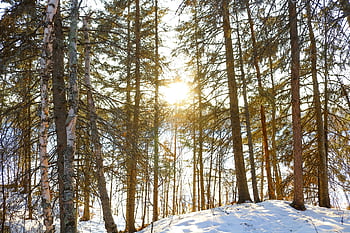beauty, canada, cold, nature, outdoor, outside, season, snow, snowfall, tree, white