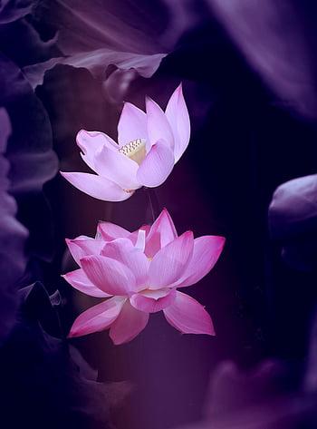 로터스, 꽃, 자연, 선, 꽃 배경, 아름다운 꽃들, 식물, 미적 바탕화면, 전화 벽지, 아이폰 월페이퍼, 꽃 벽지