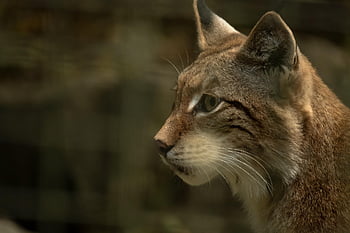 ilves, villikissa, kissa, eläin, euroopan ilves, lihansyöjiä, vaarallinen, saalistaja, villieläimet, villieläin