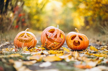 pumpkin, halloween, tradition, holiday, season, vegetables, nature, grass, fresh, pumkin, food
