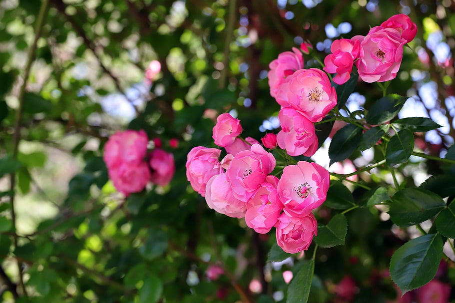 rose, flowers, plant, pink Rose, pink Flowers, petals, bloom, leaves, garden, nature, closeup