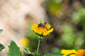 bee, flower, plant, petals, bloom, wildlife, nature, closeup, wasp, insect, cute