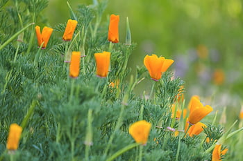 mák, eschscholzia californica, zlatý mák, květ, žlutá, oranžový, Jasný, ospalý, květinové pozadí, okvětní lístky, květinové tapety