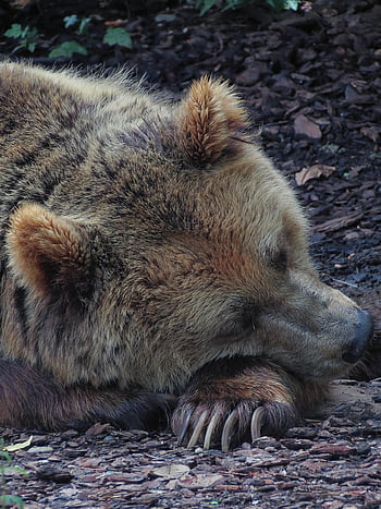 bear, sleeping Bear, hibernating, resting, bear Resting, zoo, brown Bear, mammal, fur, captivity, carnivore