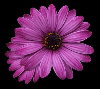 calette floreali, fiore viola, Fiori Png, Fiori sfondo trasparente, per photoshop, sfondo di fiori, fiori luminosi, fiore, viola, estate, natura
