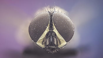 hmyz, létat, entomologie, makro, druh