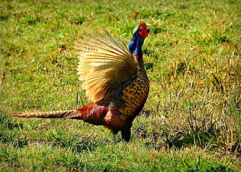 pheasant, bird, animal, nature, male, wildlife, flapping Wing, plumage, feather, meadow, colorful