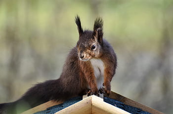 veverka, hlodavec, volně žijících živočichů, savec, les, divočina, druh, fauna, Příroda, zvíře