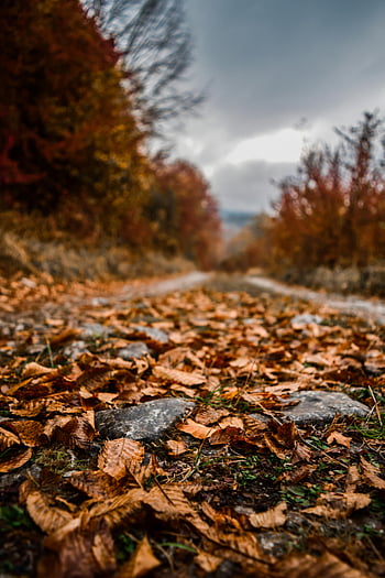 fallen leaves, autumn leaves, forest path, fall colors, rich textures, vivid autumn, close-up photo, autumn scenery, forest floor, seasonal beauty, nature photography