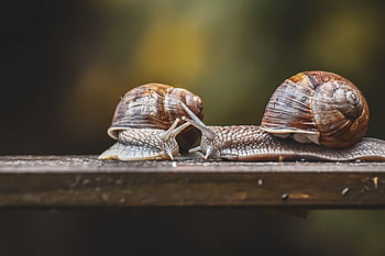 snail, natural Reserve, protected Animal, shell, mollusc, sensor, mucus, to Crawl, slow, casing, animal