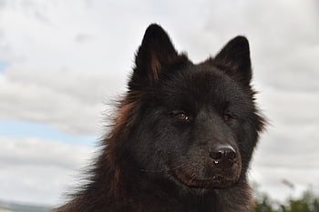 dog, pet, eurasier, dog Pure Breed, domestic, canine, mammal, animal, breed, puppy, nature