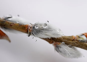 fűzfa, fa, faipari, Háttérkép 1920x1080, hó, teljes hd háttérkép, háttérképek, téli, természet, tavaszi, szép háttérkép