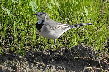 Motacilla, pták, konipas, peří, ave, ptačí, ornitologie, volně žijících živočichů, fotografování divoké zvěře, zvíře, živočišného světa