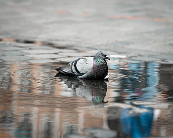 dove, bird, plumage, wildlife, nature, feathers, beak, city, to Bathe, water, puddle