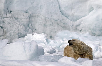 Eisbär, Bär, Säugetier, Tier, Raubtier, Pelz, Eis, Arktis, Tierwelt, Natur, Klimakrise