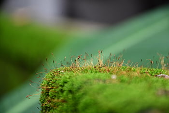 monsoon, ferns, green, plant, nature, leaf, moss, flora, rainforest, texture, asparagus