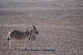 zebra, namibie, etosha, Příroda, národní park, safari, zvíře, Afrika, volně žijících živočichů, šedá zvířata, Šedý park