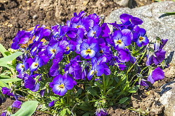 trei fraţi pătaţi, flori, Violet, fundal de floare, floare tapet, flori frumoase, violete în departamentul din, natură, plantă, viola, gradinarit