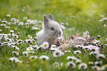 Ostern, Hase, Osterfest, Osterhase, Haustier, Kaninchen