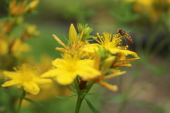 insect, bug, wings, flower, buds, leaves, stems, beautiful Flowers, pollen, pollinator, flower Background