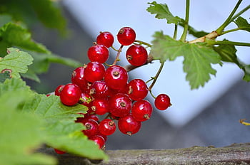 currant, berry, red, berries