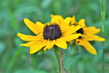 black-eyed Susan, flower, yellow Flower, flower Background, flower Wallpaper, yellow Petals, petals, pollen, blossom, bloom, flora