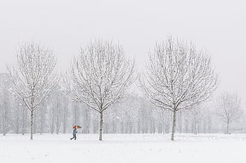 木、 自然、 冬、 シーズン、 屋外、 雪、 コールド