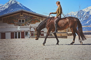 horse, horseback Riding, nature, riding Lesson, pony, riding Pony, saddle Horse, brown Horse, animal, equine, girl