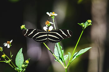 zebra longwing motýl, zelená listová rostlina, detail, Florida, usa, posazený, květiny, Příroda, volně žijících živočichů, hmyz, fotografování