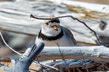 pták, kulík, zobák, ohroženy, potrubí plover, volně žijících živočichů, ptačí, ornitologie, Příroda