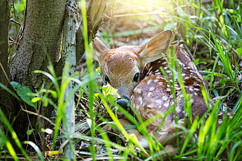 fawn, deer, forest, baby Deer, animal, mammal, wildlife, spring, bambi, wild, grass