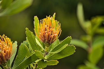 protea, sugarbushes, flowers, leaves, nature, garden, pincushion, green, yellow