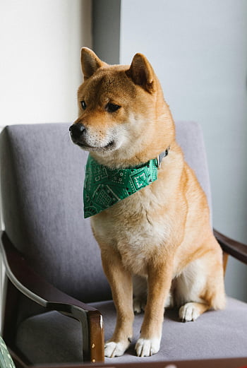 Shiba inu, aranyos kutya, hűséges háziállat, zöld sál, hangulatos karosszék, beltéri környezet, nyugodt kutya, imádnivaló háziállat, ülő kutya, fedett kisállat, karosszék