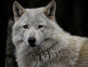 γκρι λύκος, λύκος, λευκός Λύκος, ξύλο λύκος, canis lupus, κυνικός, κυνηγός, θηρευτής, σαρκοφάγο, θηλαστικό ζώο, ζώο