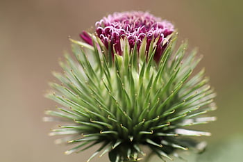burdock, burdock Root, arctium Lappa, edible Burdock, purple Flower, blossom, bloom, prickly, wildflowers, nature, close Up